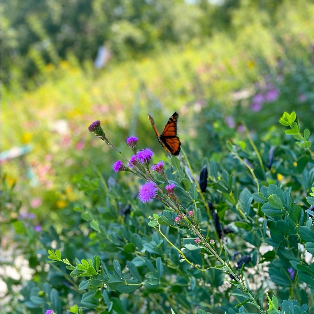 Meet your Posher, Grace